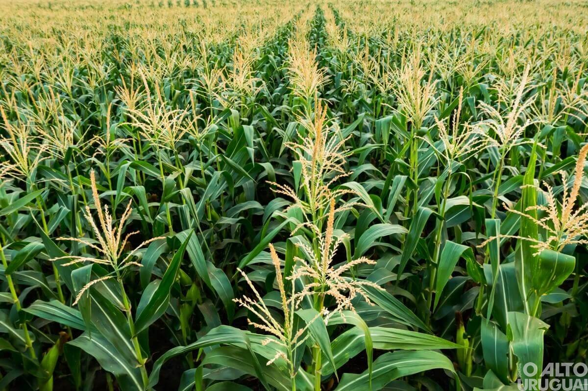 Milho volta a ocupar lugar de destaque na produção de grãos de verão