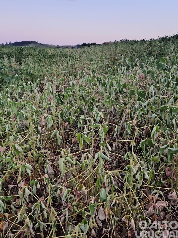 Estiagem em Pinhal resulta em falta d’água até para o consumo humano