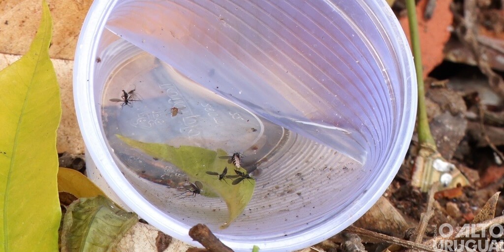 Saiba quais municípios da região já registram casos de dengue neste ano