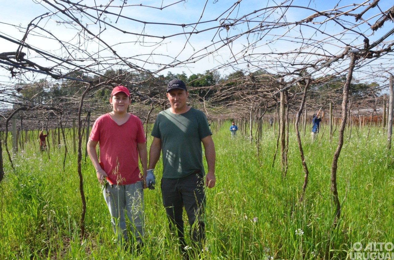 Parceria na produção de uvas é destaque em Ametista do Sul