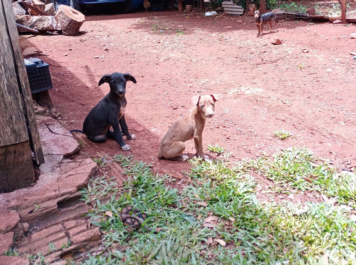 Brigada Militar flagra caso de maus-tratos a cães em Jaboticaba