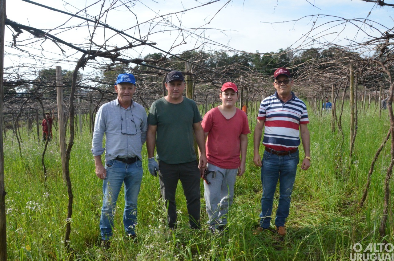Parceria na produção de uvas é destaque em Ametista do Sul
