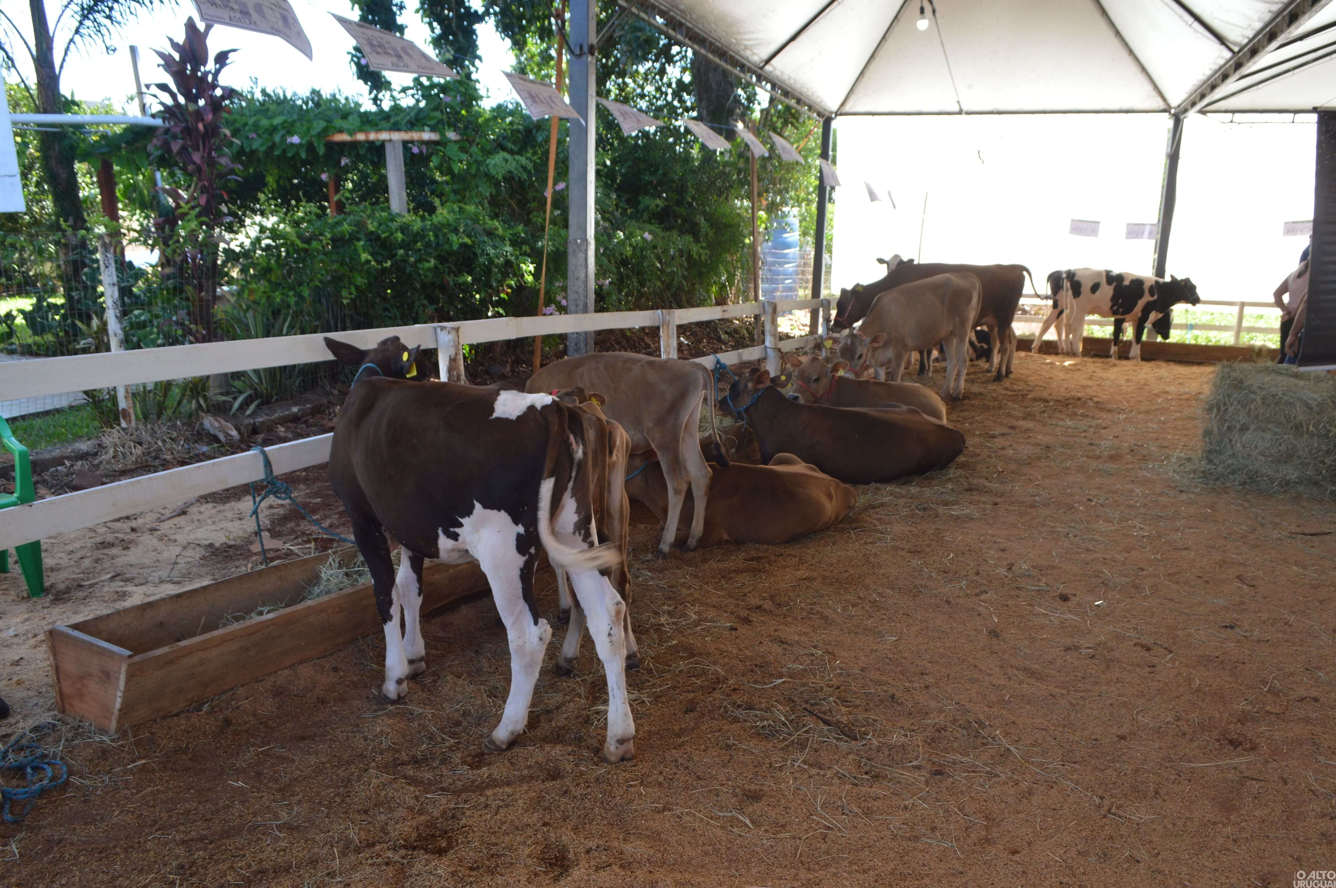 Feira do Peixe de Taquaruçu do Sul segue até o domingo