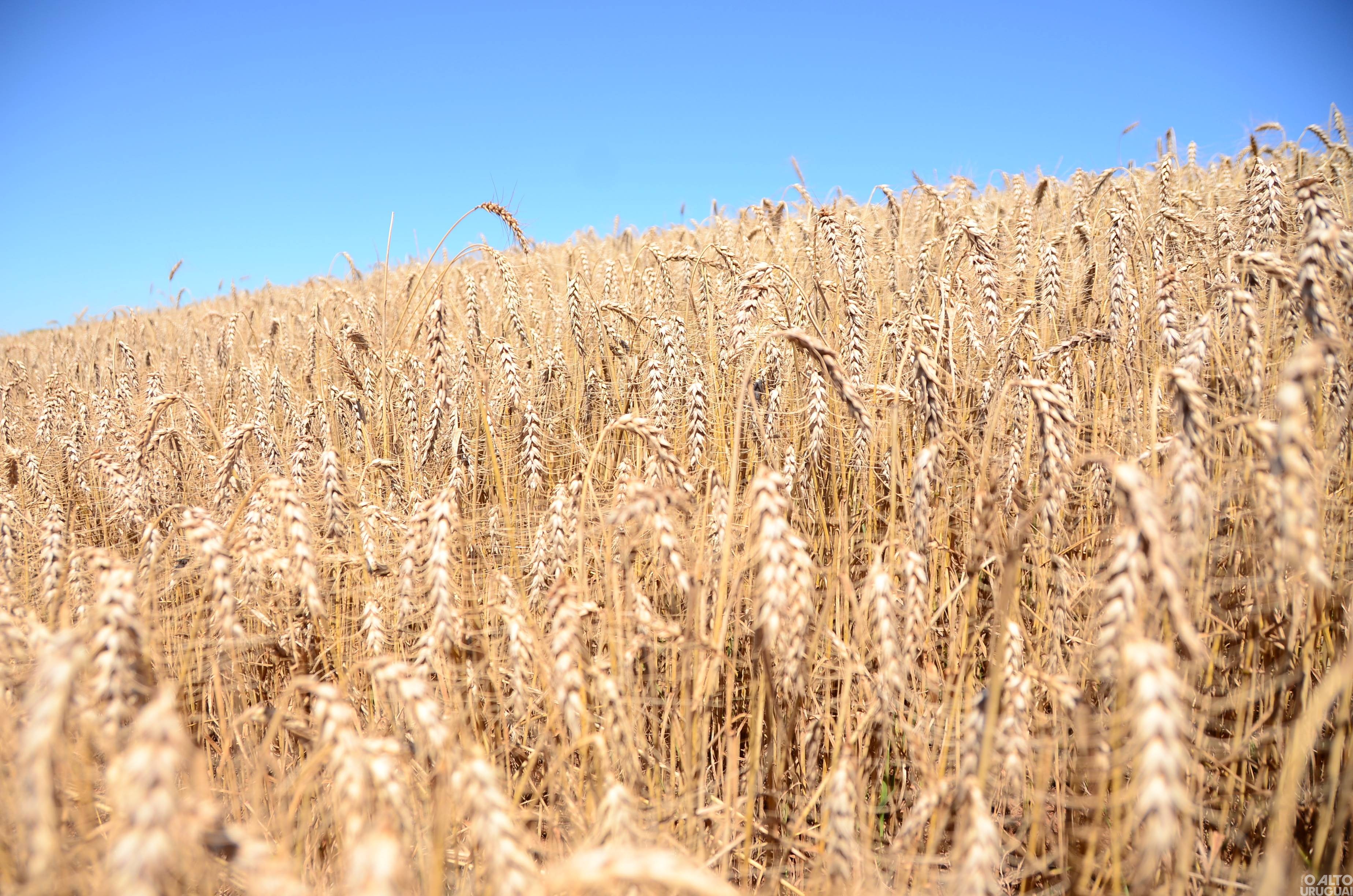 Safra de inverno tem maior produção da história no Estado