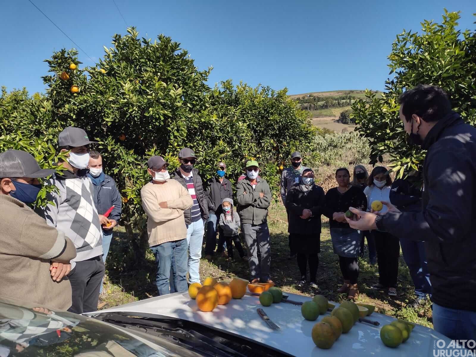 Rodeio Bonito: viabilidade da cultura da laranja é tema de Tarde de Campo