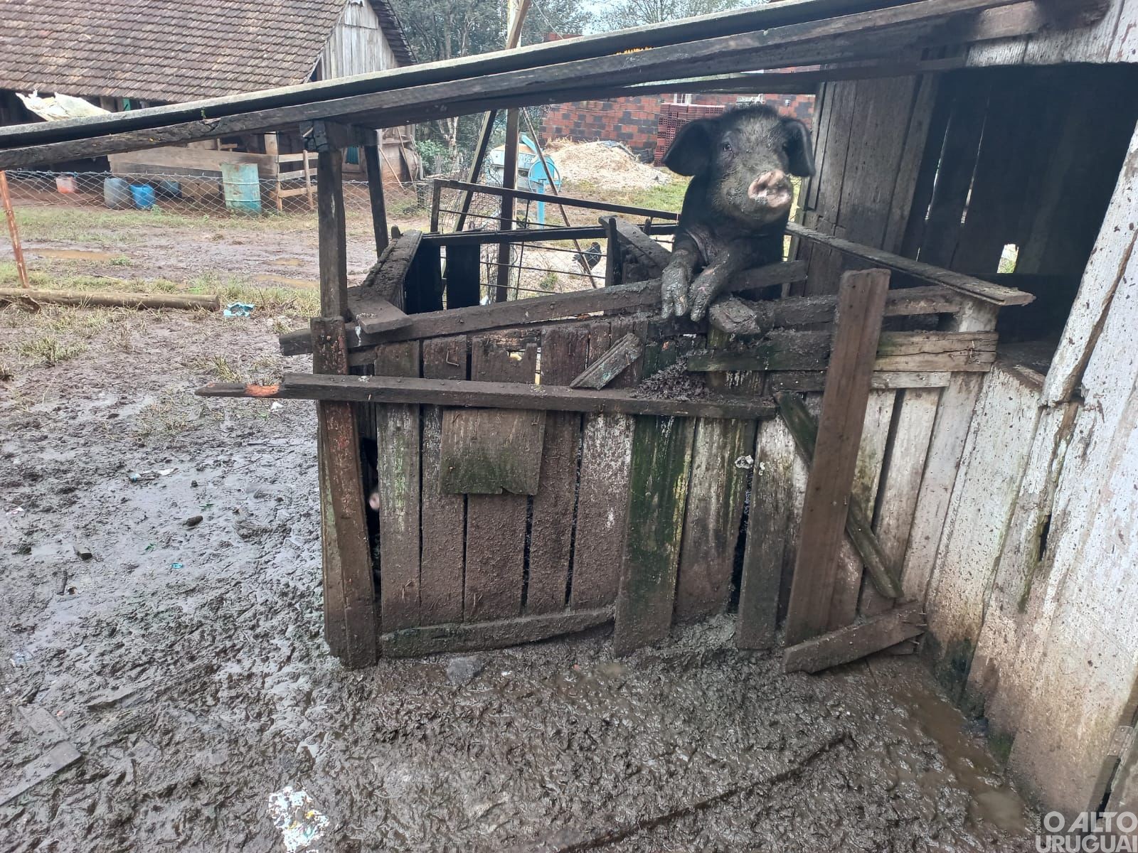 BM flagra maus-tratos a animais no interior de Frederico Westphalen