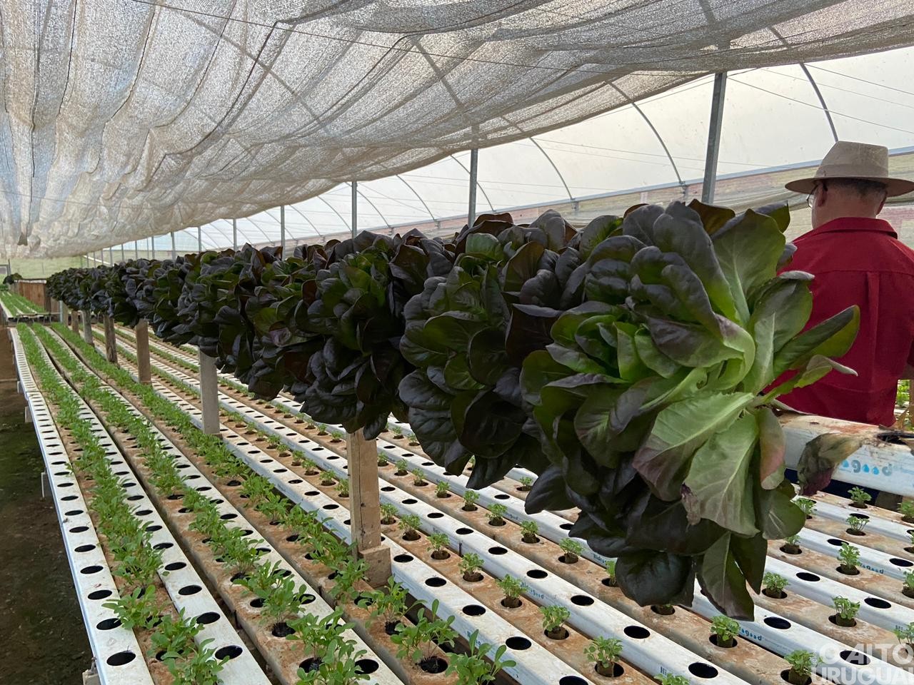 Visitas técnicas do STR iniciam em propriedades de hortifruti