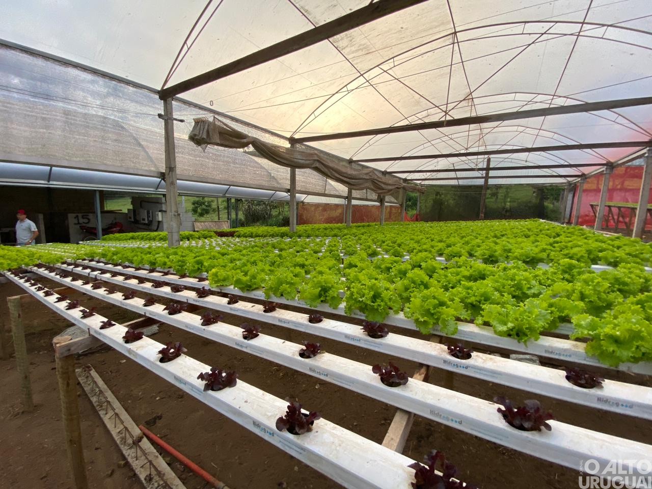 Visitas técnicas do STR iniciam em propriedades de hortifruti