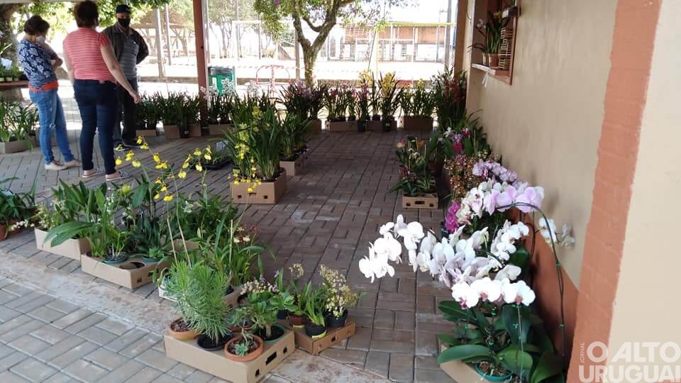 Boa Vista das Missões: Feira de Orquídeas prossegue até neste sábado