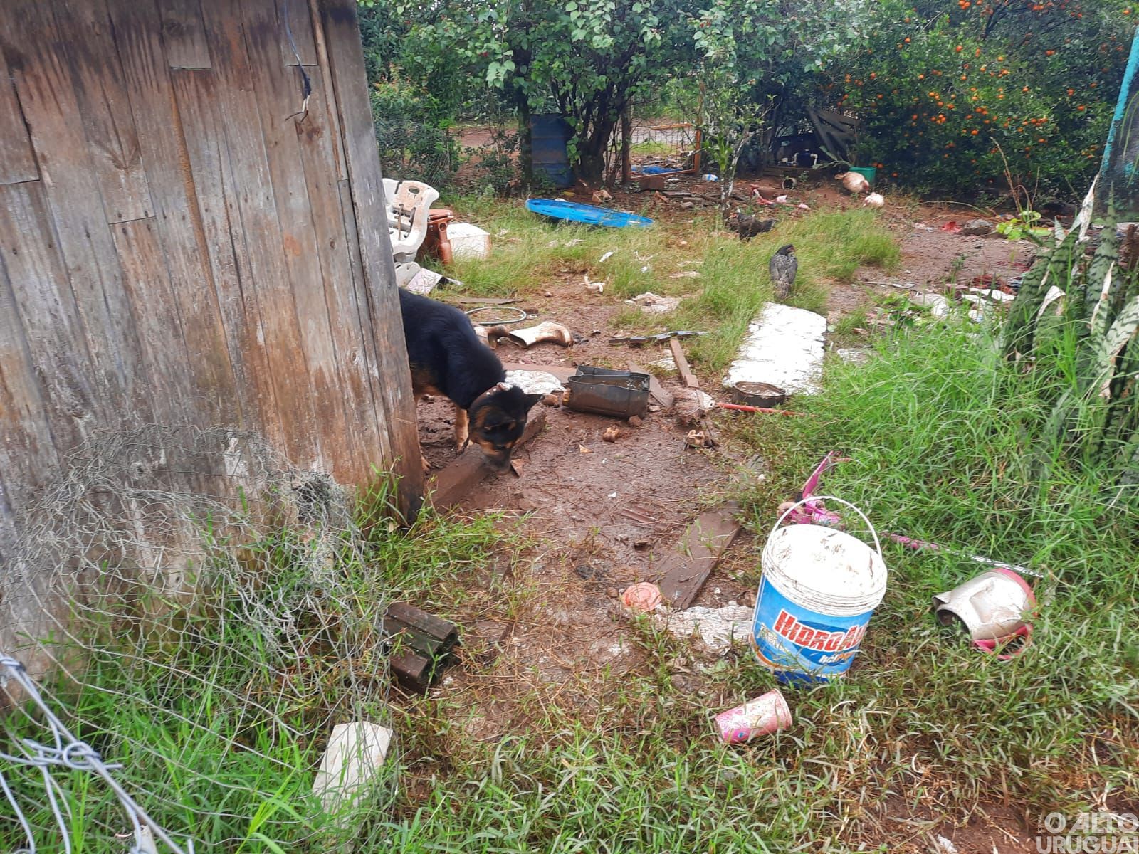 BM flagra maus-tratos a animais no interior de Frederico Westphalen