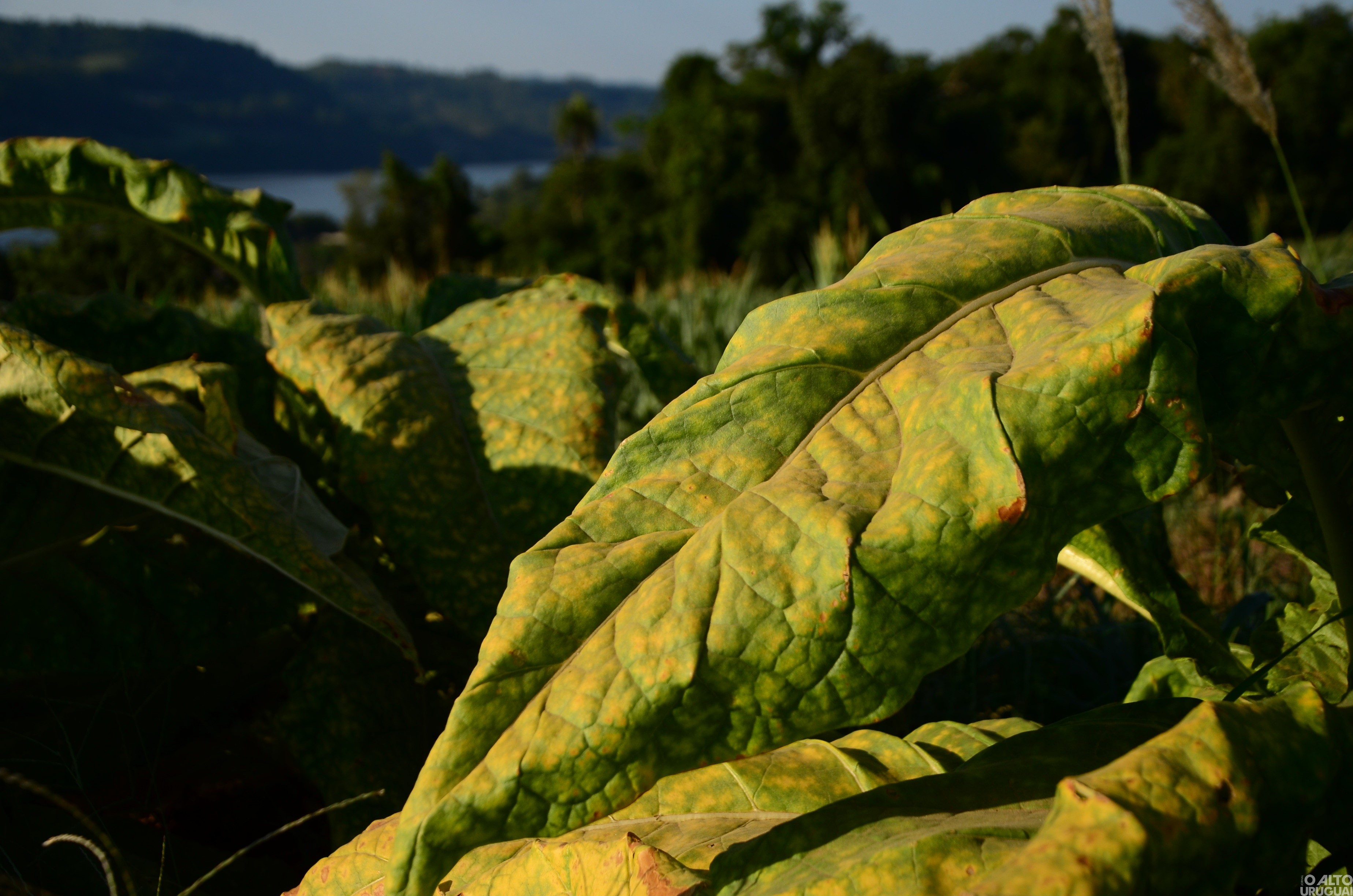 Crescimento na produção de tabaco no Médio Alto Uruguai supera os 30%