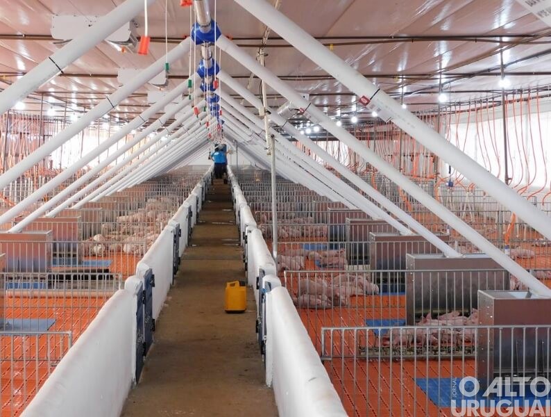 Administração de Vista Alegre apoia novos investimentos em suinocultura