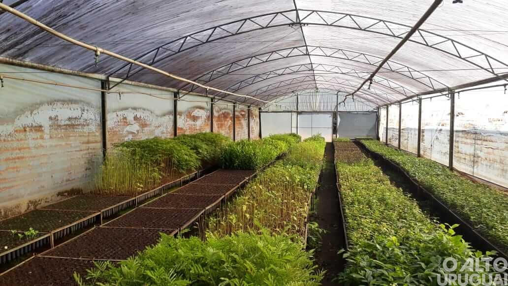 Campanha doa muda de árvore para cada criança registrada em FW