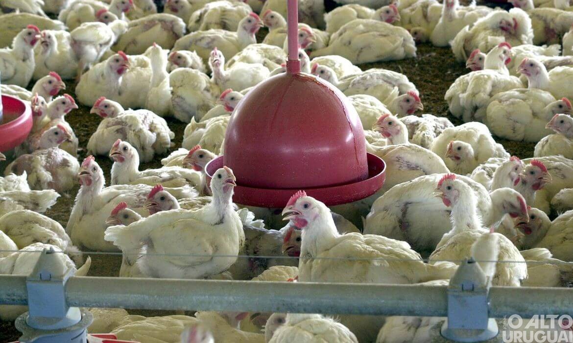 Abate de frangos e suínos no Brasil registra recorde