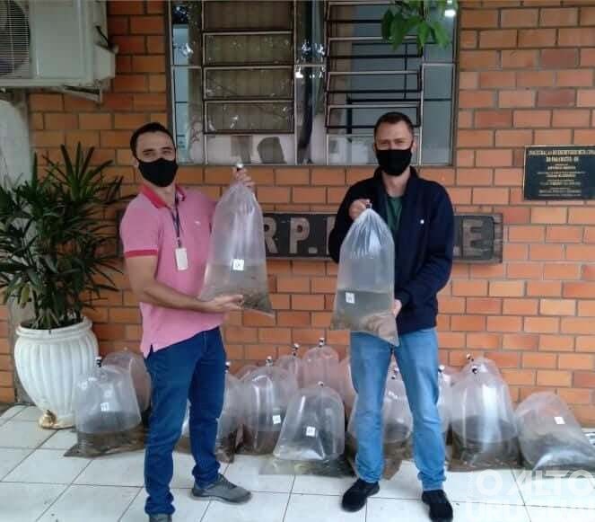 Emater e Secretaria de Agricultura de Pinheirinho do Vale entregam mais de sete mil alevinos
