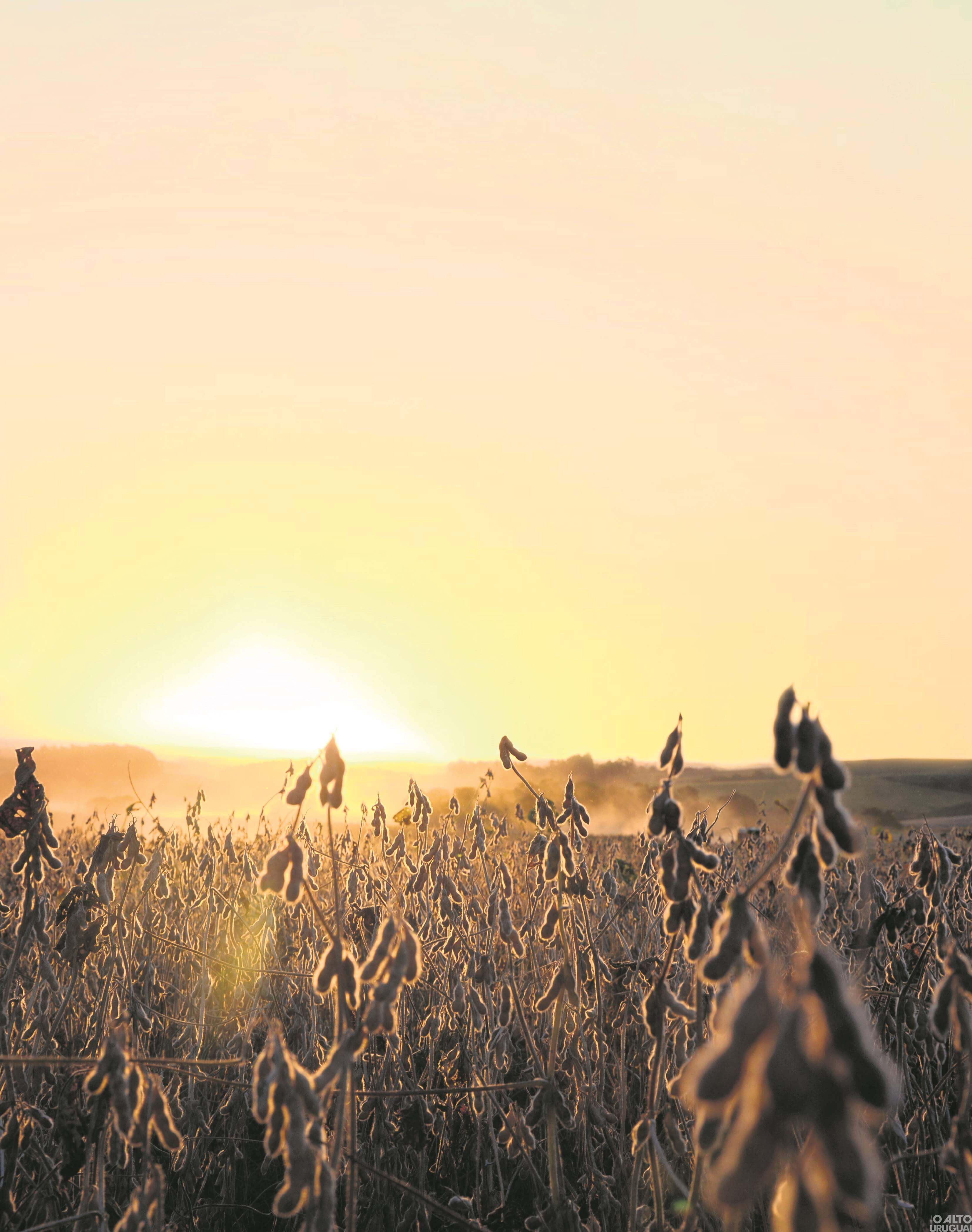 Pilar da economia no meio da pandemia, cooperativismo cresce 30% em 2020