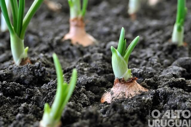 Alpestre: Secretaria realiza reunião para projeto voltado à área da olericultura