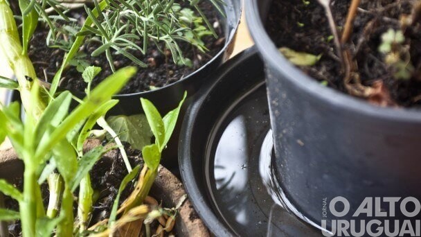 Caiçara não possui casos de dengue, mas mantém alerta à população