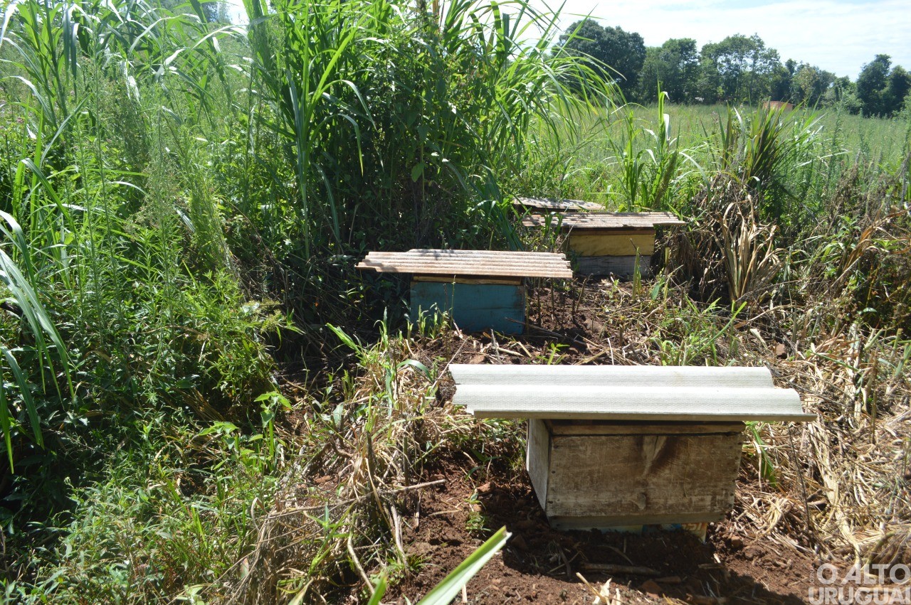 Casa do Mel Gaitkoski é destaque na região