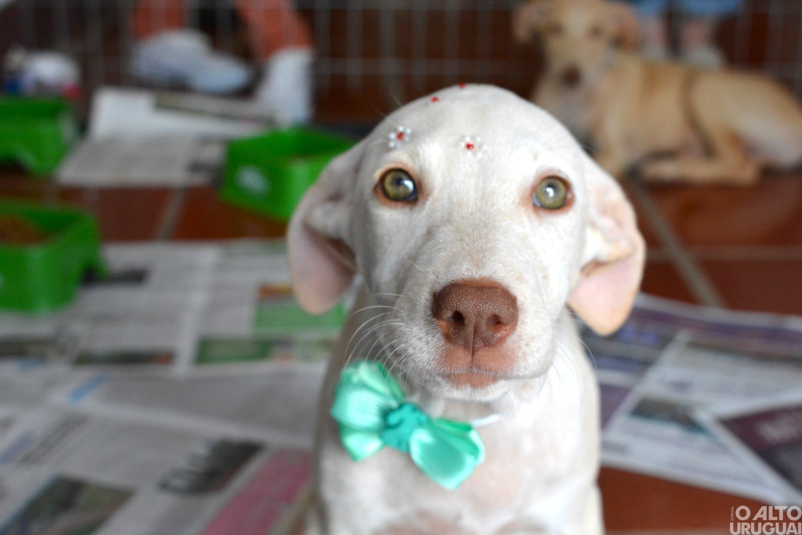 Secretaria do Meio Ambiente de FW promove Feira de Adoção Responsável