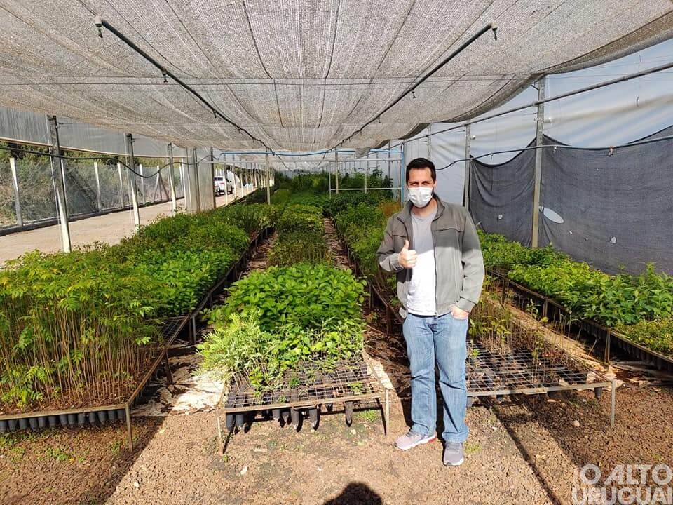 Planalto: propriedades do Vale das Uvas receberão mudas de Ipê roxo