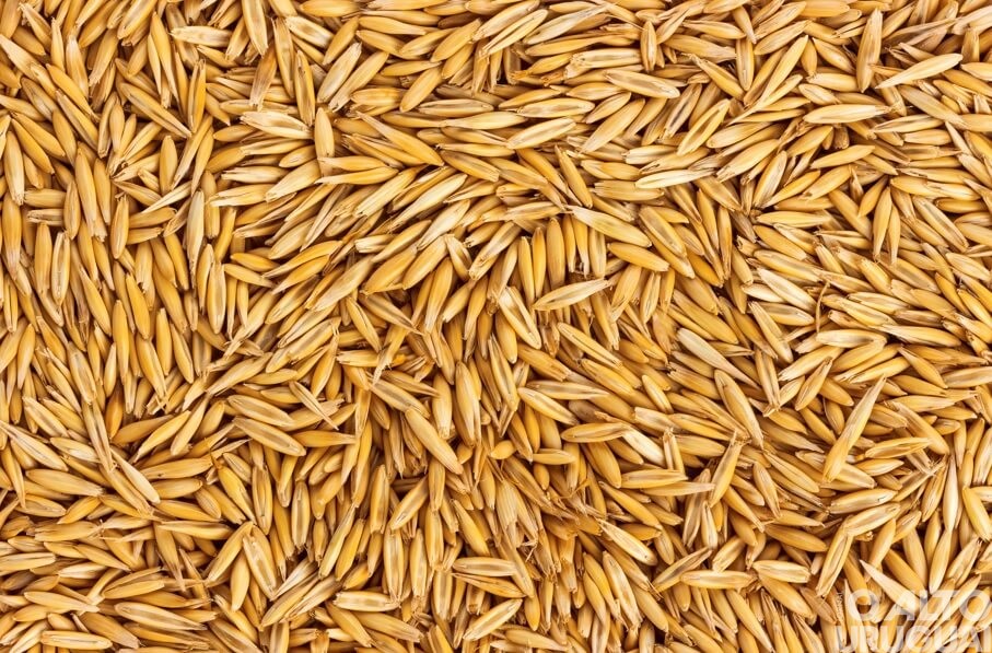 Cerca de 300 contratos de sementes são entregues aos agricultores de Seberi