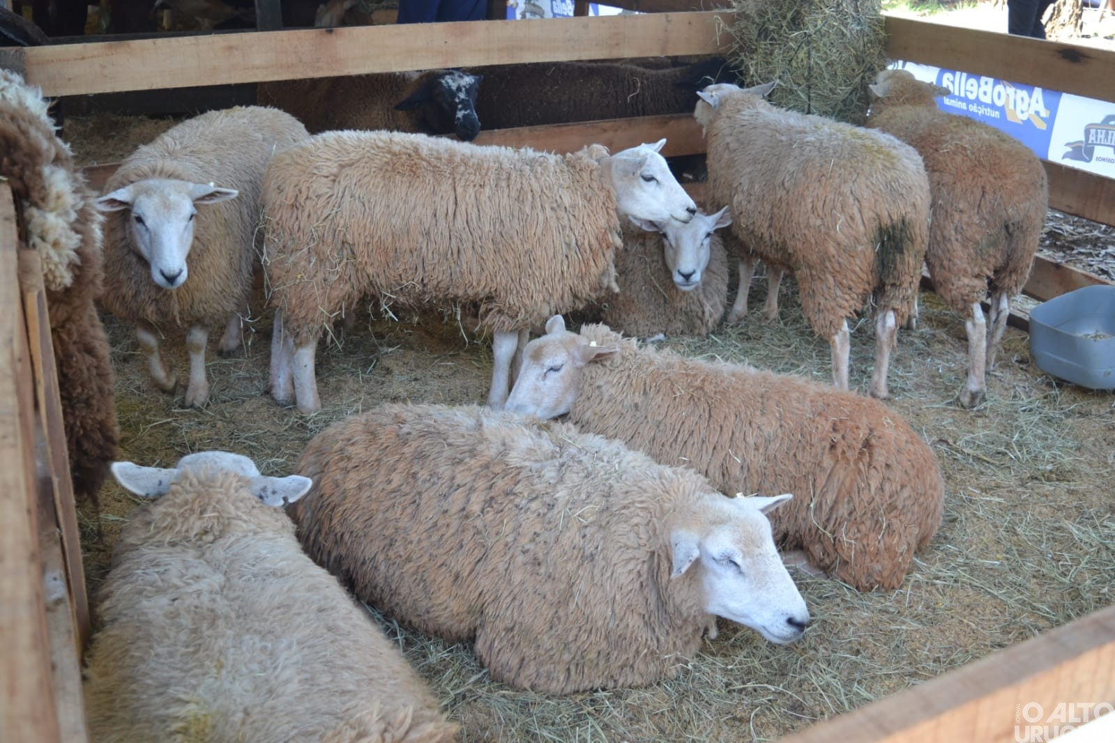 Boa Vista das Missões: Rodeio Crioulo reúne grande número de tradicionalistas