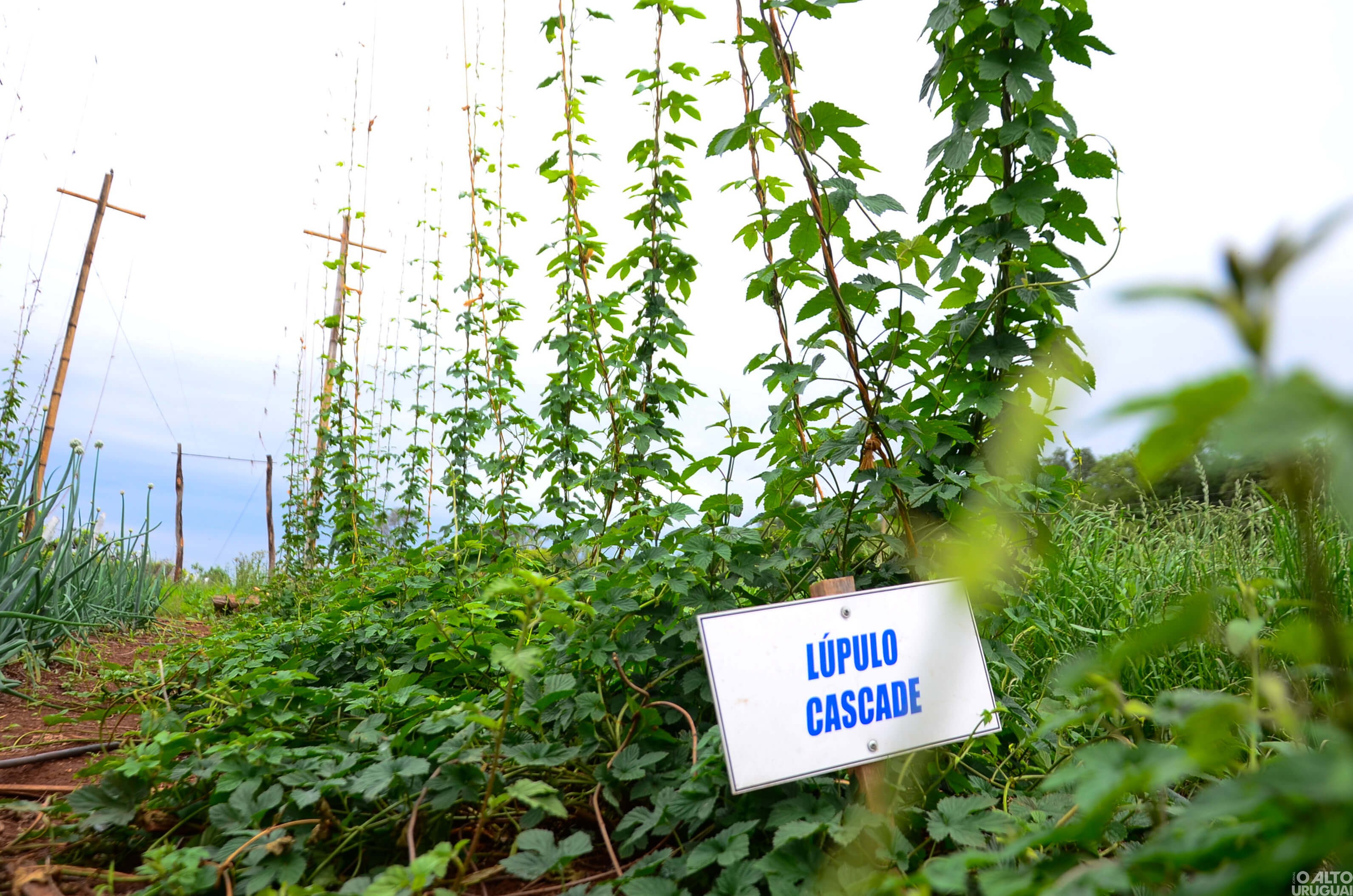 Indústria de bebidas Ferigollo busca consolidar turismo de aventura e conhecimento na região