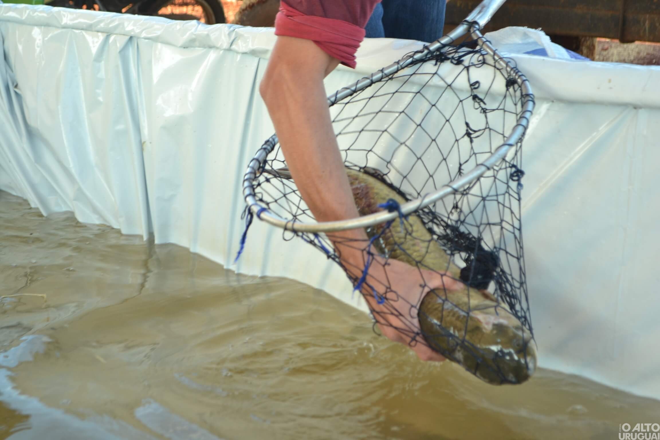 Venda de peixes vivos acontece no trevo de acesso a Taquaruçu do Sul
