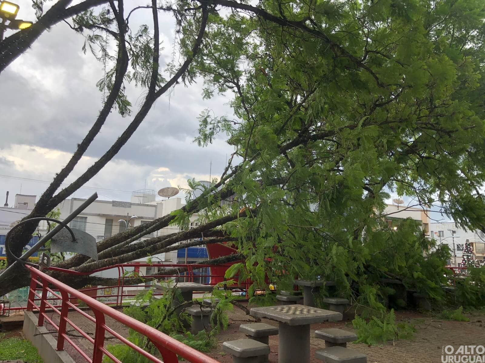 Queda de árvore é registrada do Centro de FW