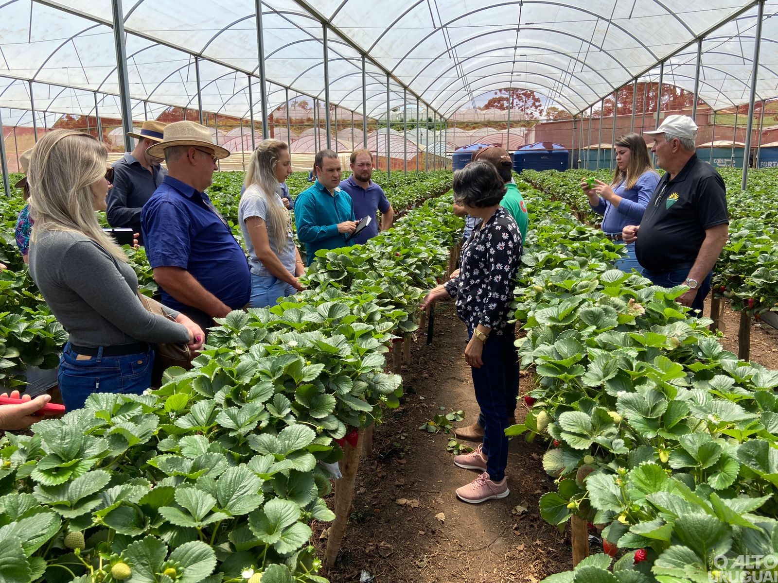 Representantes do STR regional conhecem produção de morangos mineira