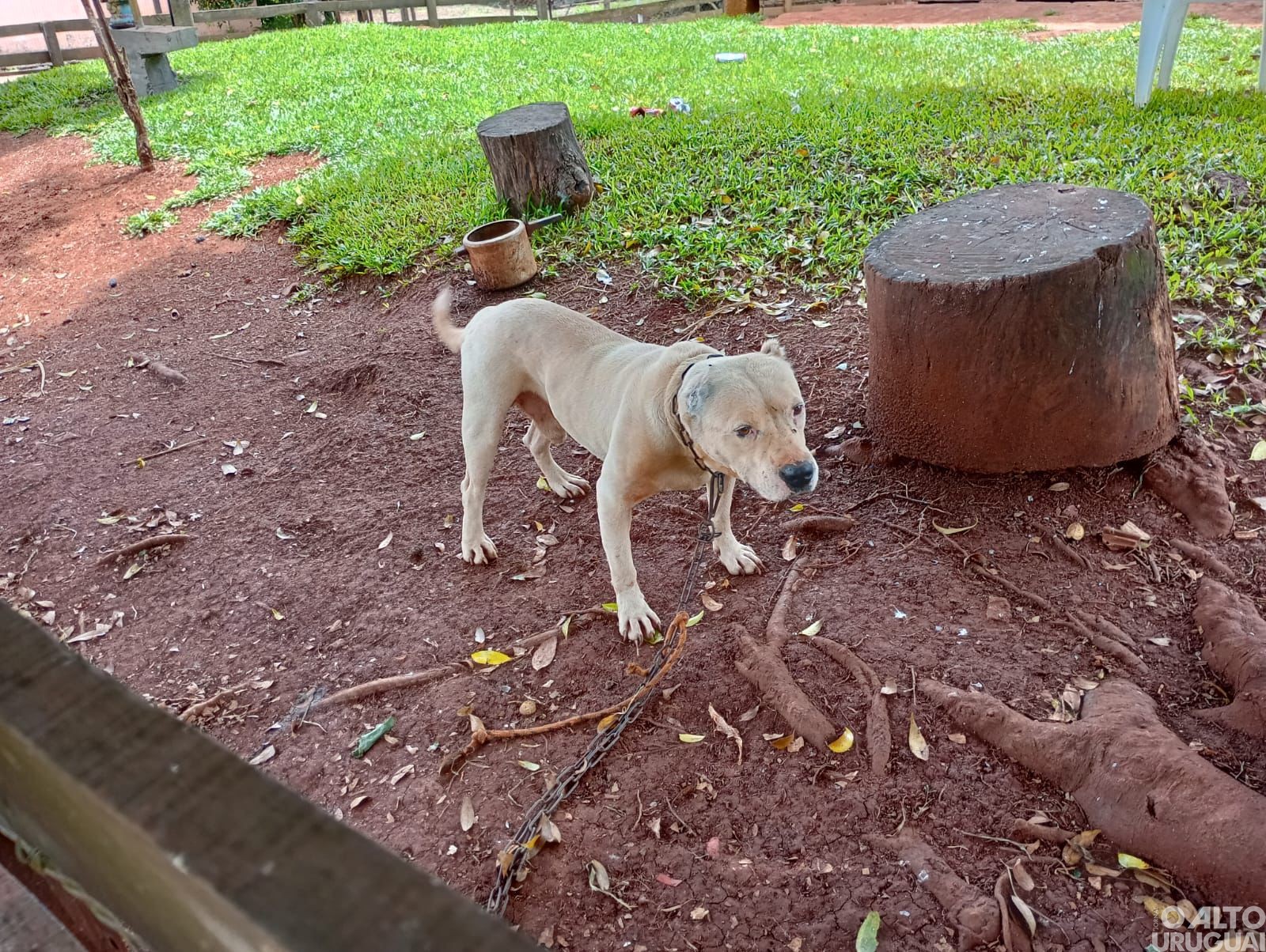 Brigada Militar flagra caso de maus-tratos a cães em Jaboticaba