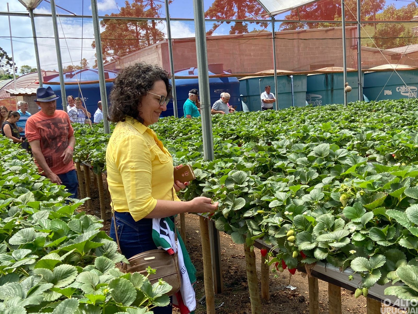 Representantes do STR regional conhecem produção de morangos mineira