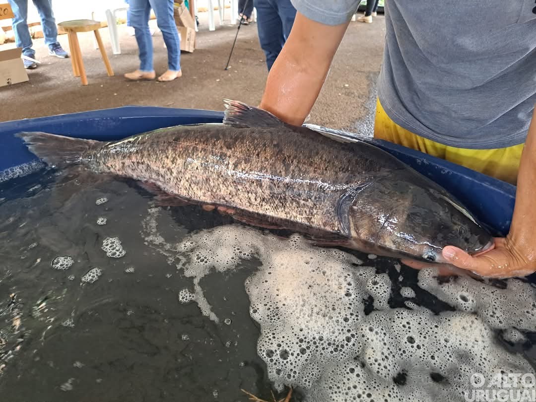 6ª Feira do Peixe, Agroindústria e Agricultura Familiar acontece nos dias 15 e 16 em Jaboticaba