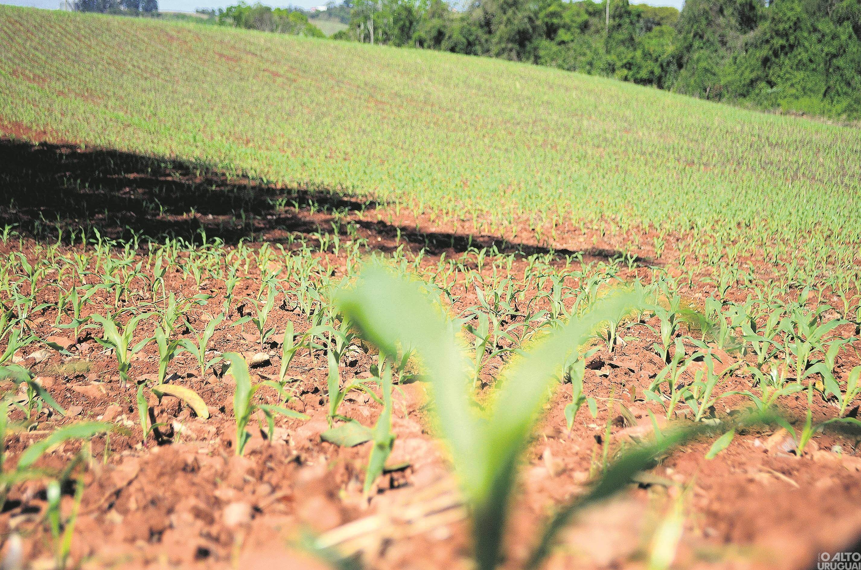 Boa Vista das Missões: cerca de 40 propriedades ruais são atingidas por pedras na última semana