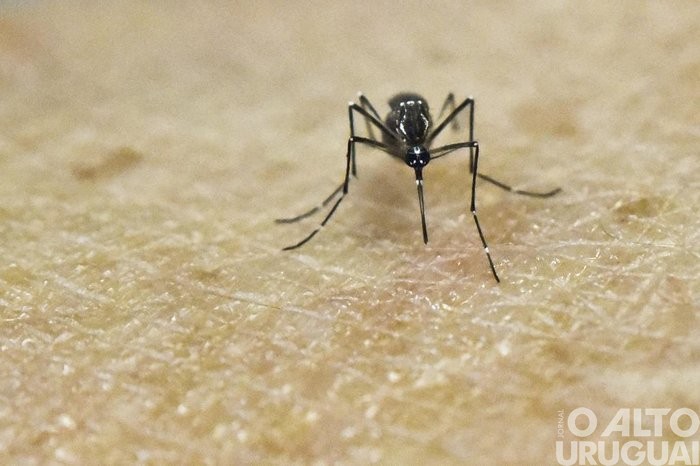 Repentinas mudanças no clima alertam a região para os casos de dengue