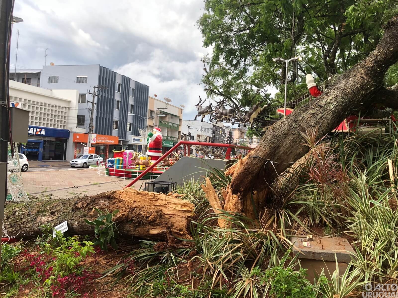 Queda de árvore é registrada do Centro de FW