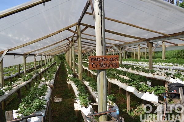 Feira Orgânica da UFSM/FW completa seis anos