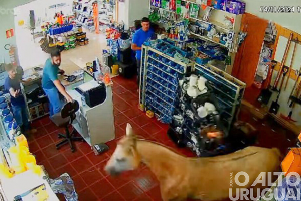 Cavalo invade loja de materiais de construção em Palmeira das Missões