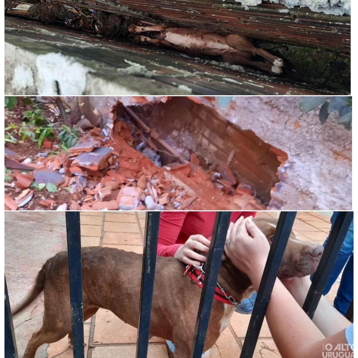 Corpo de Bombeiros resgata cão da raça Pitbull em Frederico Westphalen