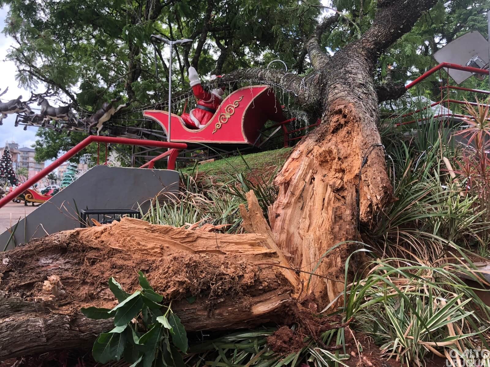 Queda de árvore é registrada do Centro de FW