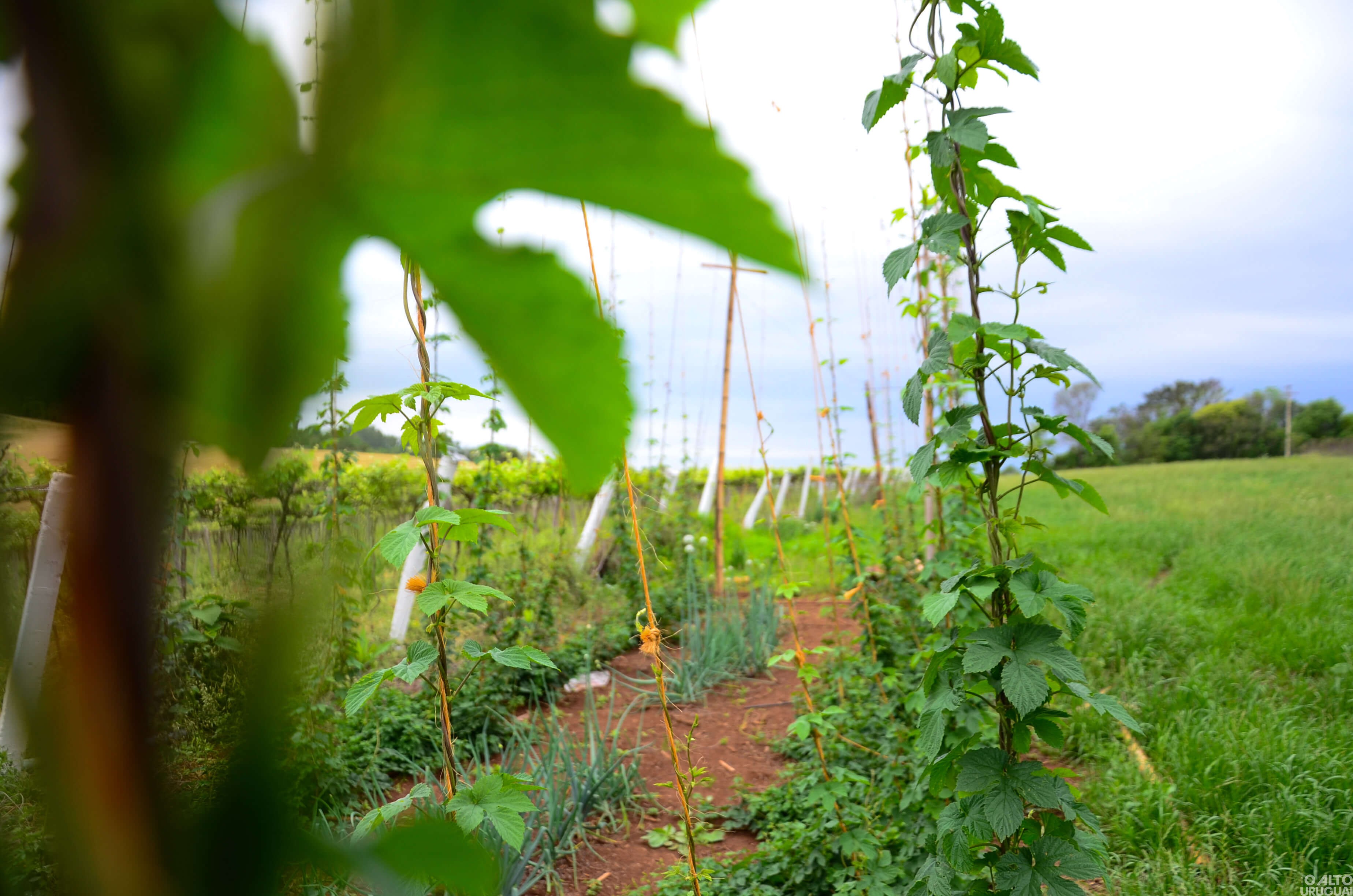 Indústria de bebidas Ferigollo busca consolidar turismo de aventura e conhecimento na região