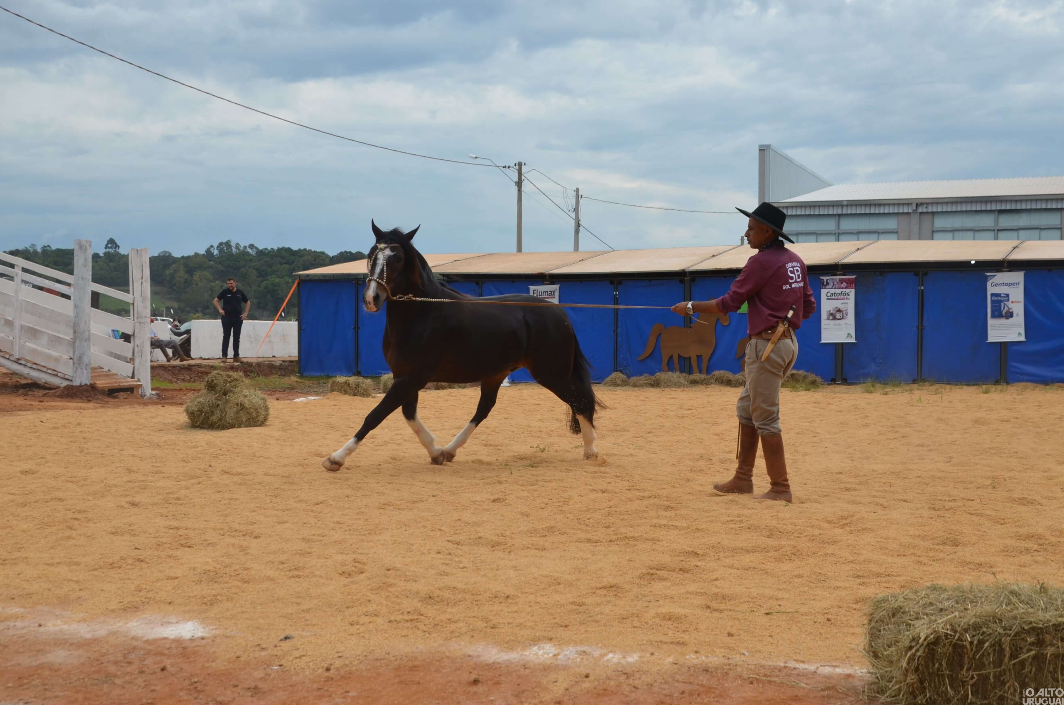 Premiação morfológica dos equinos acontece na Expofred