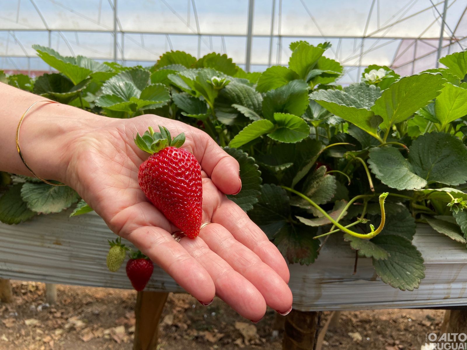 Representantes do STR regional conhecem produção de morangos mineira