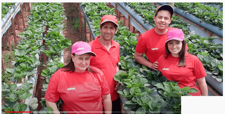 Sistema inédito de produção de morangos é implantado em Ametista do Sul