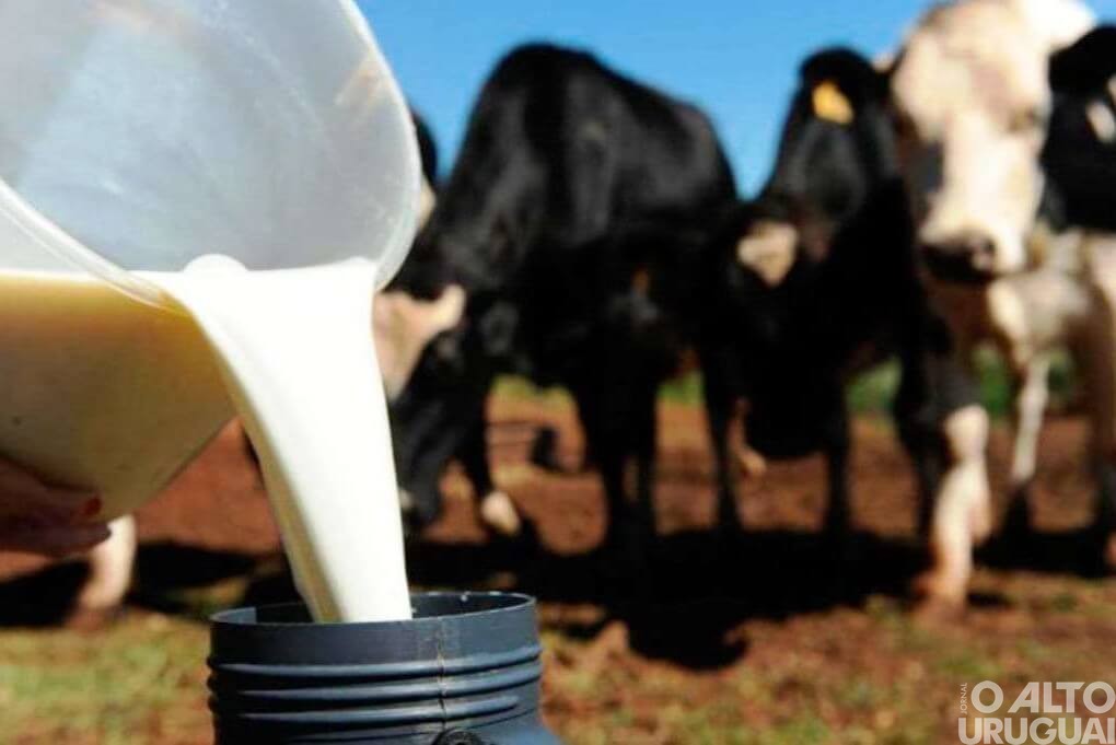 Custos de produção do leite sobem 11% no ano