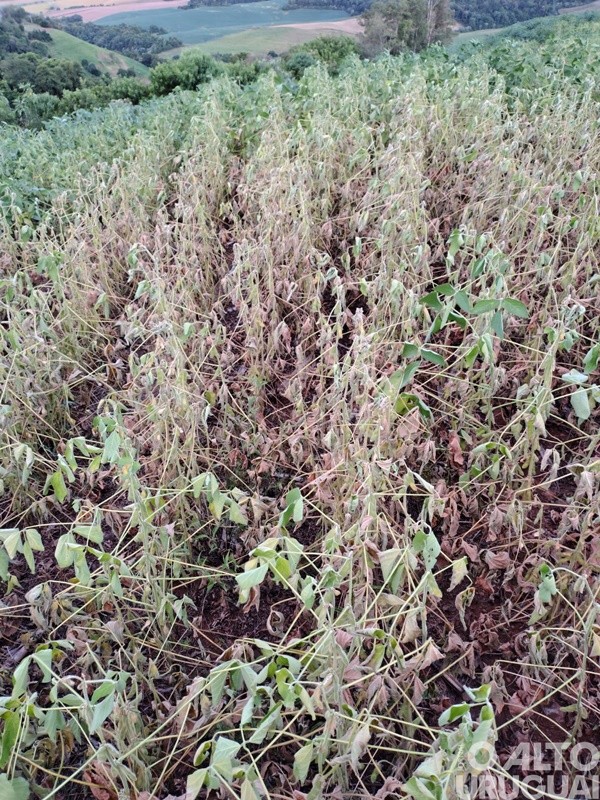 Estiagem em Pinhal resulta em falta d’água até para o consumo humano