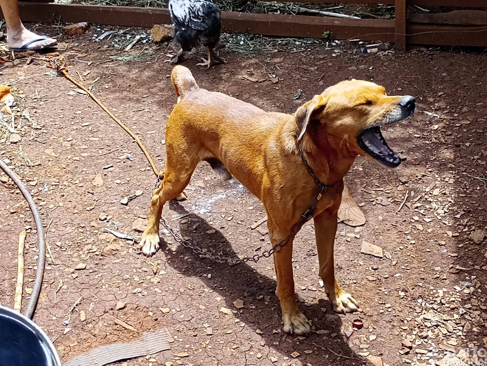 Brigada Militar flagra caso de maus-tratos a cães em Jaboticaba