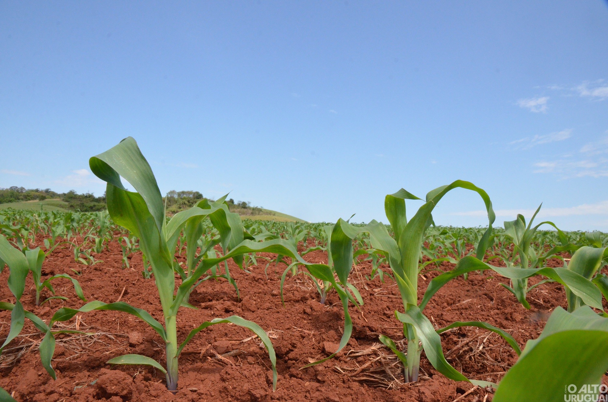 Regional de FW deve colher 1,52 milhão de toneladas de soja e milho
