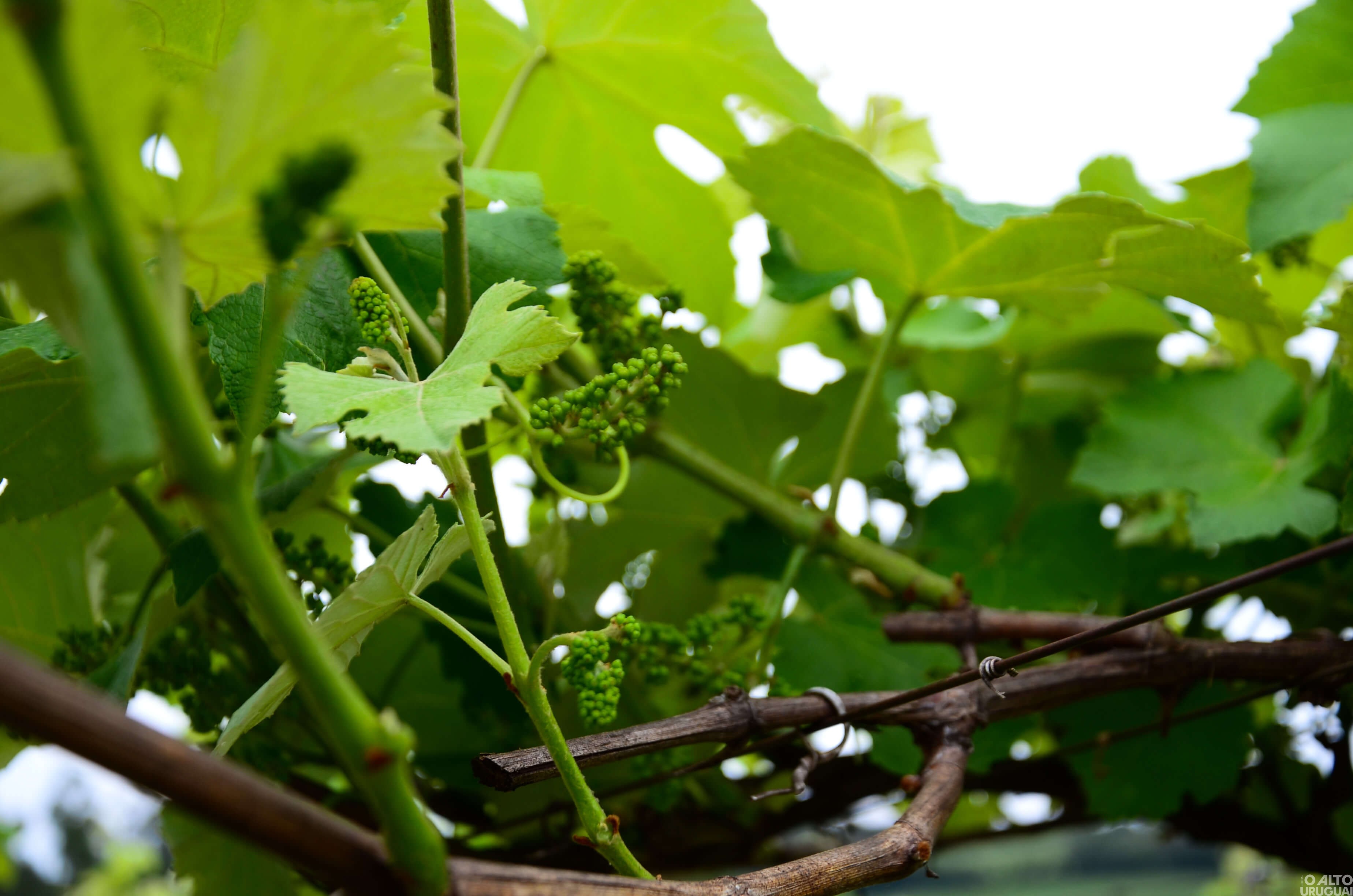 Indústria de bebidas Ferigollo busca consolidar turismo de aventura e conhecimento na região